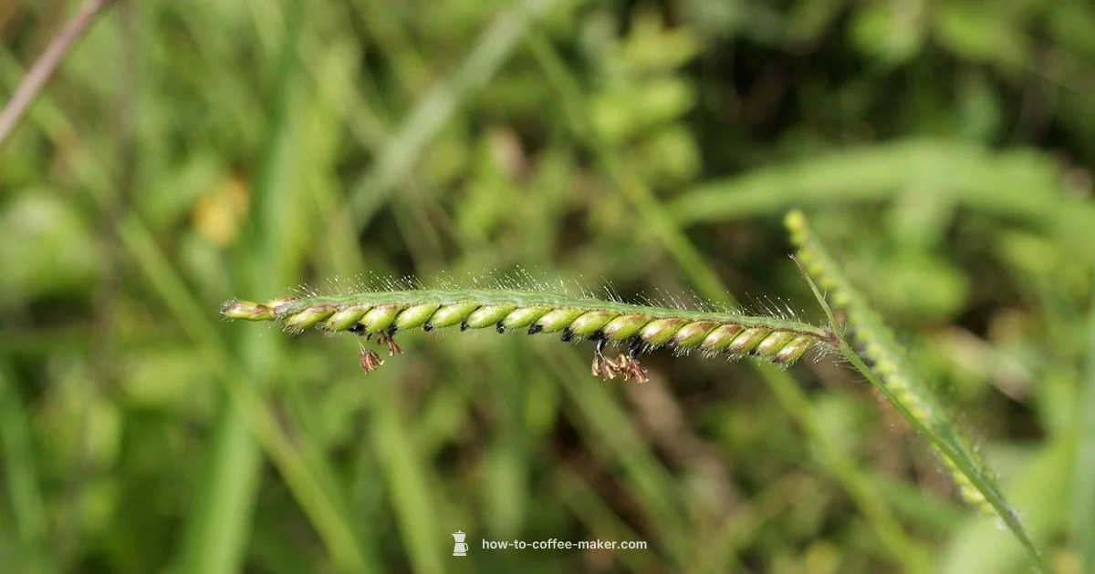 Electric Brewer Essentials - BrewGuide Pro