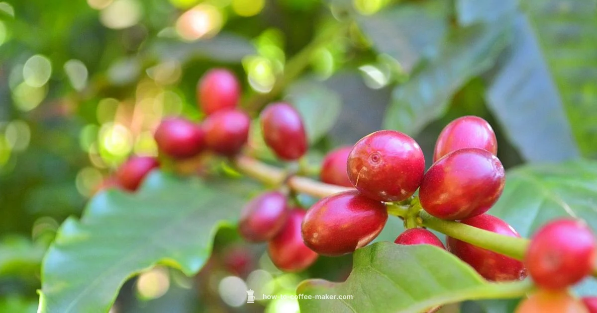 Red MR Coffee Guide - BrewGuide Pro