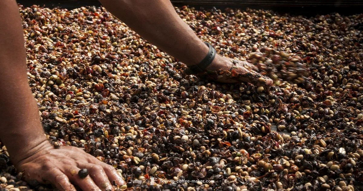 Bold Elephant Coffee - BrewGuide Pro