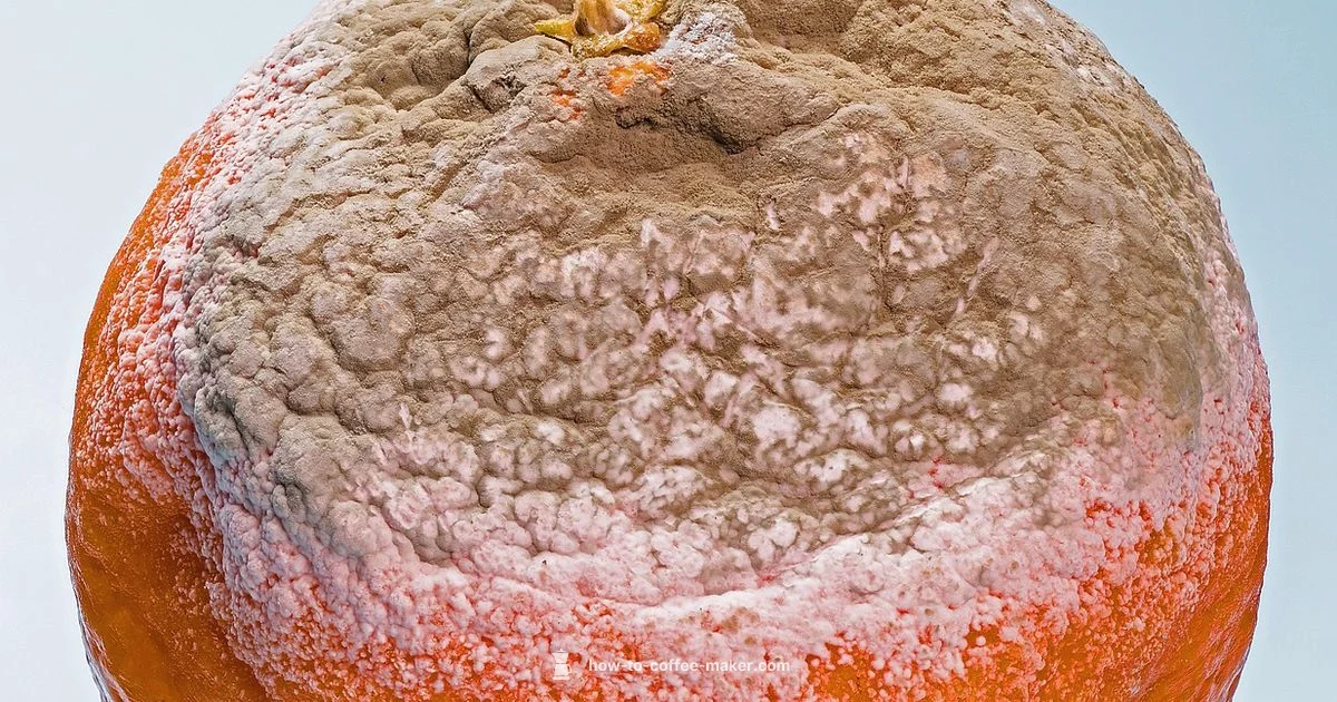 Mold-Free Brew - BrewGuide Pro