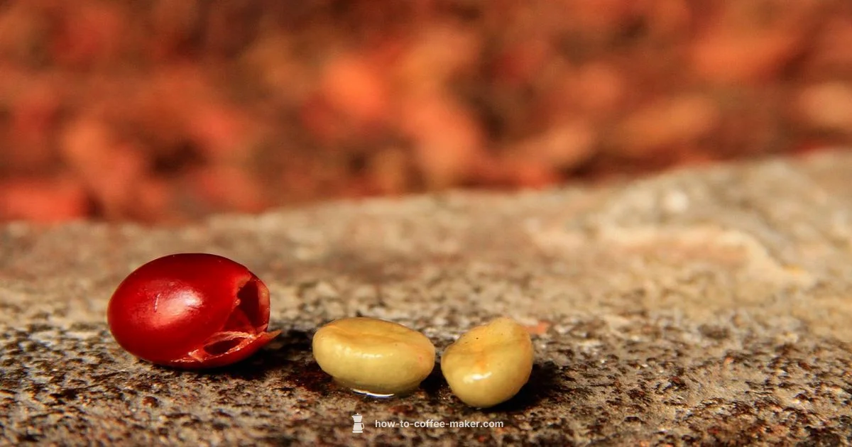 How Coffee Is Made - BrewGuide Pro