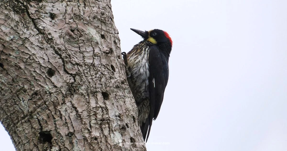 Coffee Beauty - BrewGuide Pro