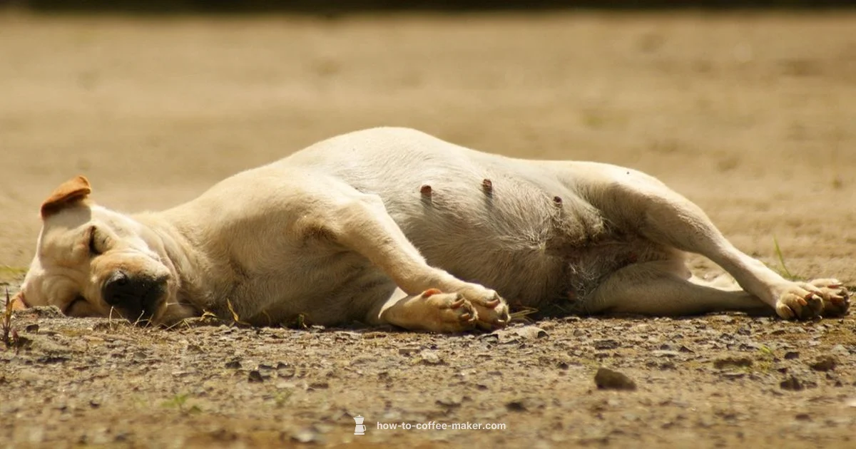 Stardew Coffee Brew - BrewGuide Pro