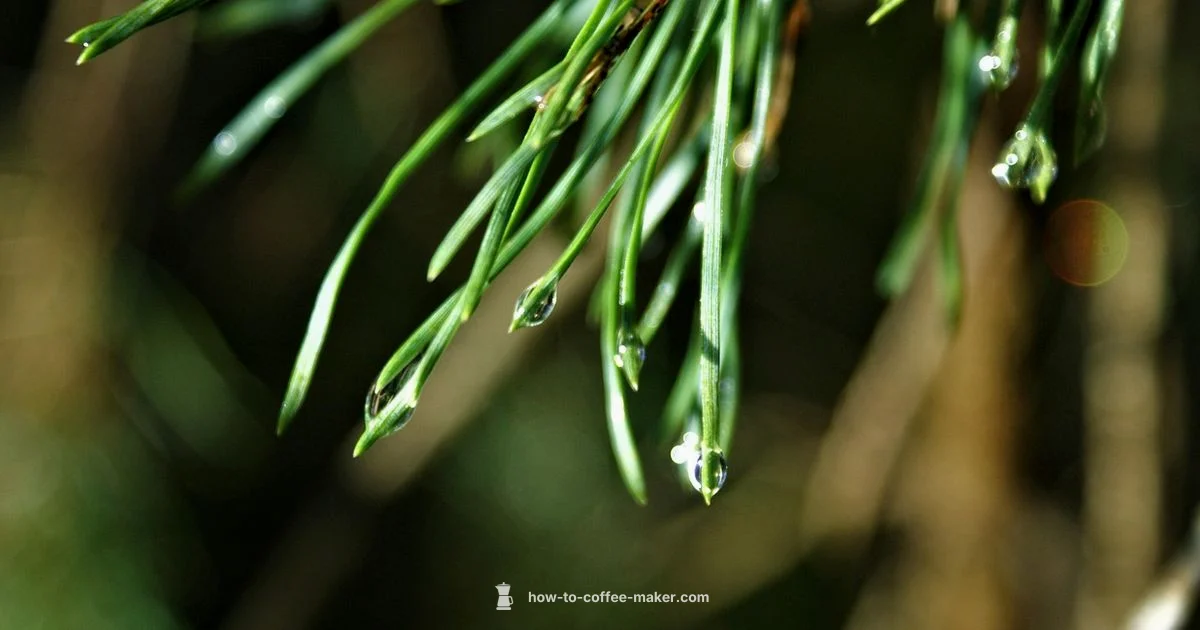 Aarke Drip Review - BrewGuide Pro