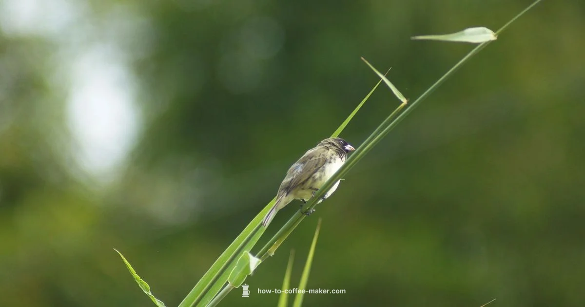 Travel Brew - BrewGuide Pro