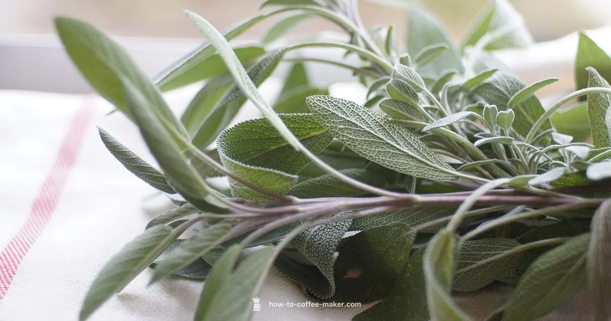 Sage vs Breville - BrewGuide Pro