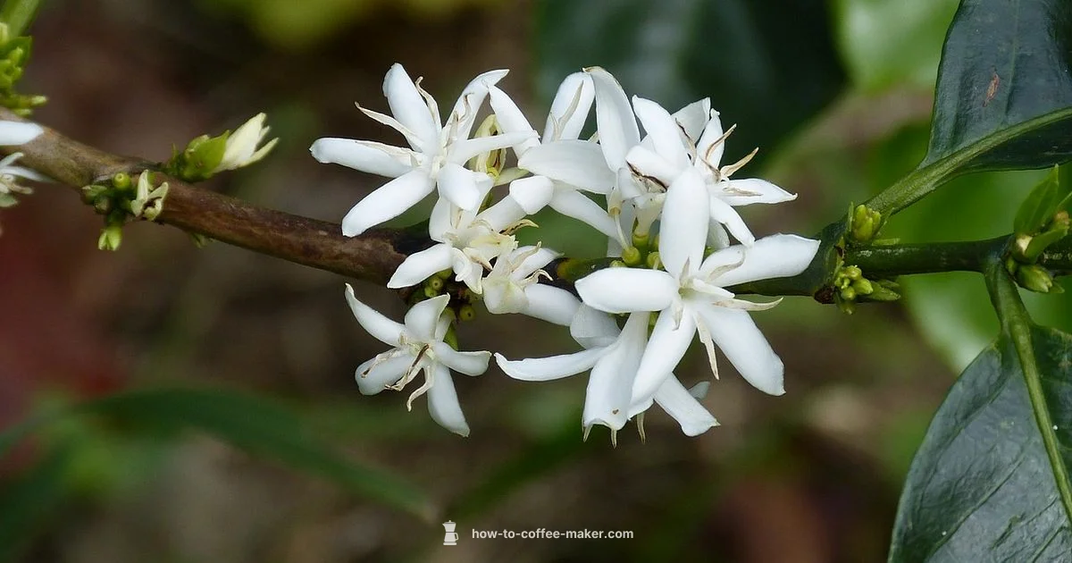 Bloom in Action - BrewGuide Pro