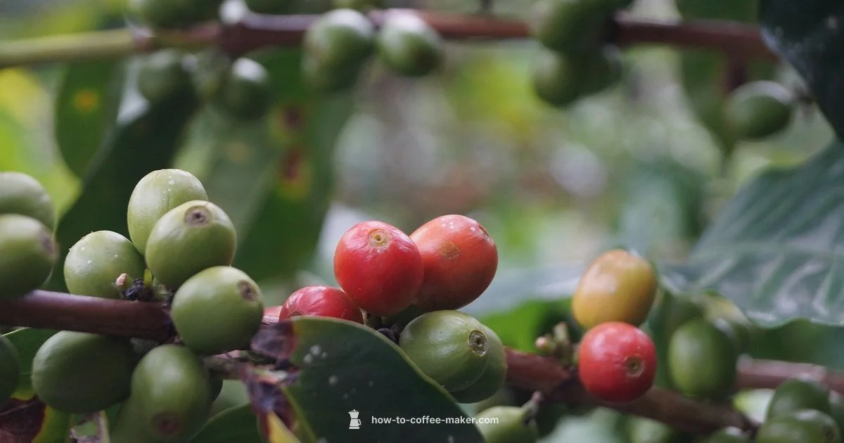 Carafe Free Brew - BrewGuide Pro