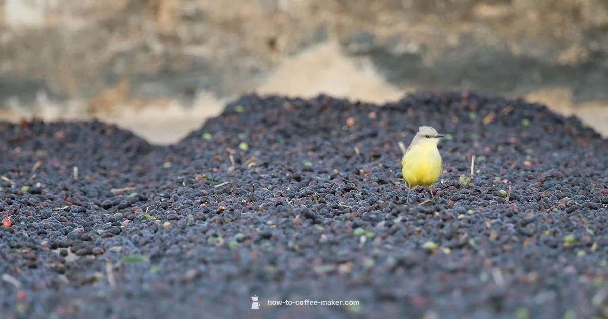 Coffee Making Process - BrewGuide Pro