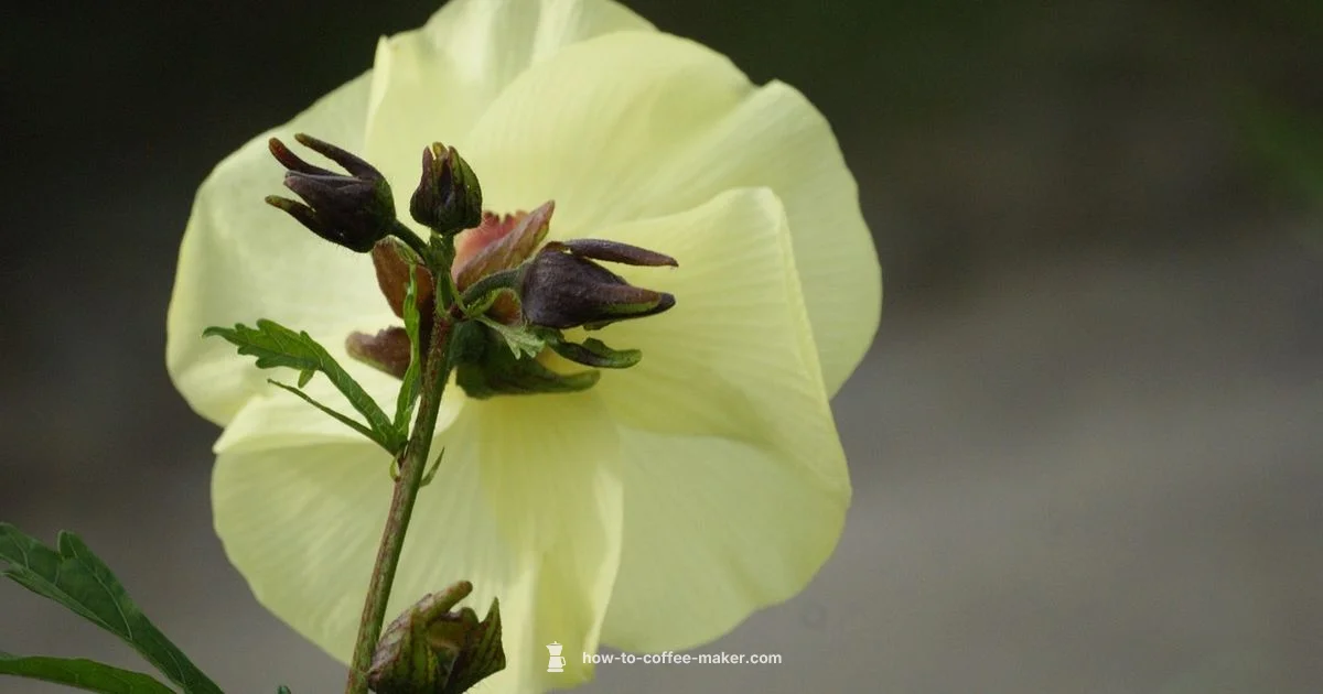 Dispenser Essentials for Coffee Makers - BrewGuide Pro