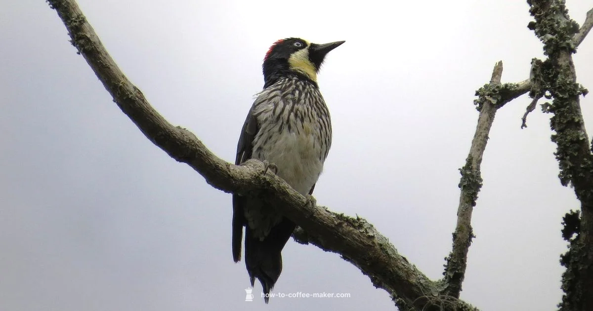 Coffee Maker Stores - BrewGuide Pro