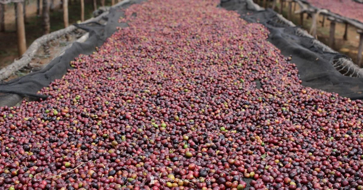 Essential Coffee Brewing - BrewGuide Pro